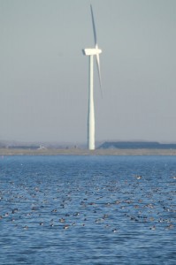 Eenden op het Eemmeer (16:24 uur, 09/02/2008)