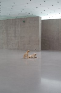 Overzicht op Untitled (Maurizio Cattelan, Kunsthaus Bregenz – februari 2008)