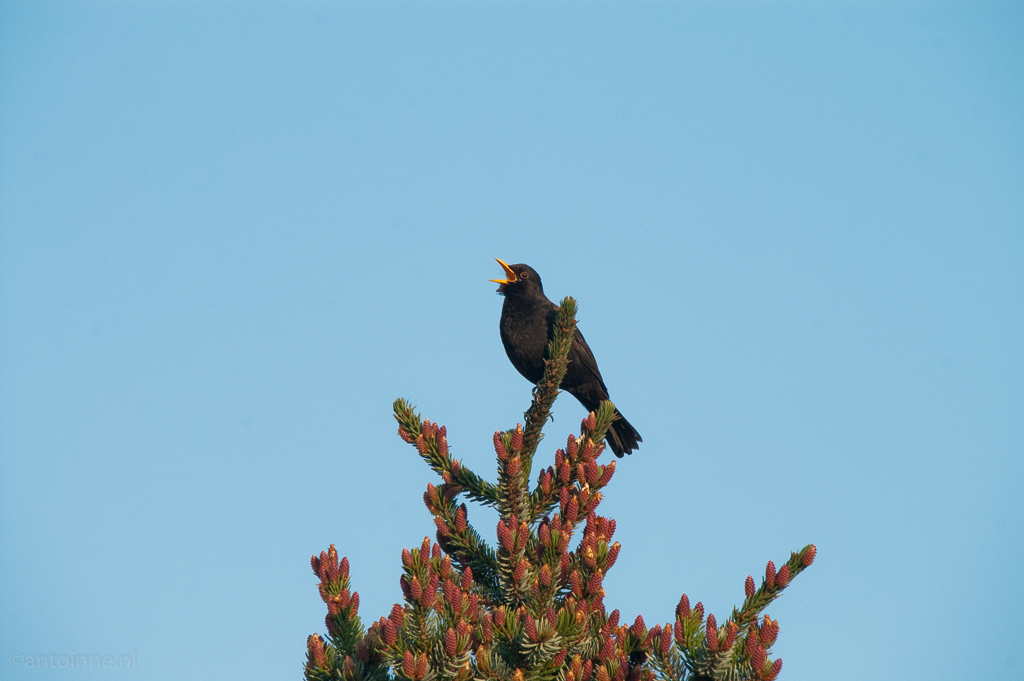 Blackbird Singing (Turdus merula)