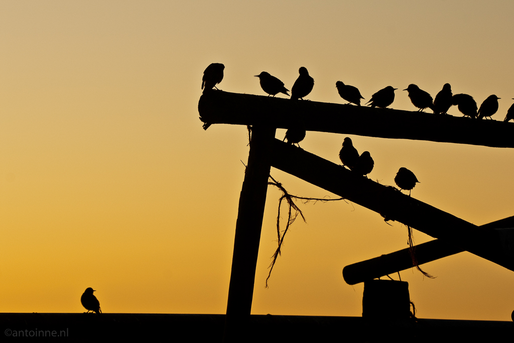 Oostermeent - ochtend 15 oktober (European starlings) 151009-00912