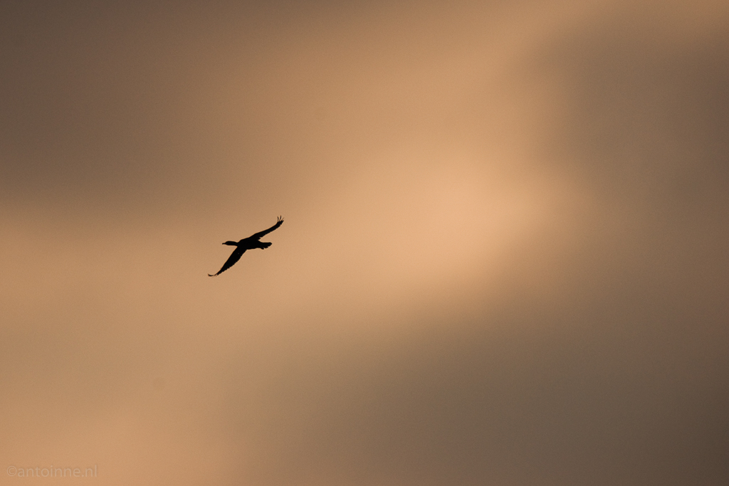 Phalacrocorax carbo in flight