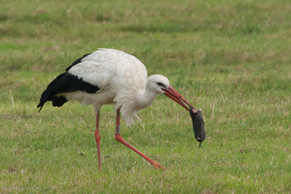White Stork One – Mole Nil (august 2010)