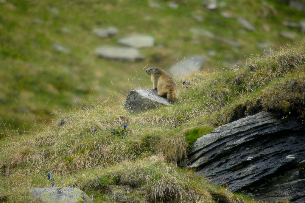 Marmota marmota (Col de l’Iseran, juni 2011)