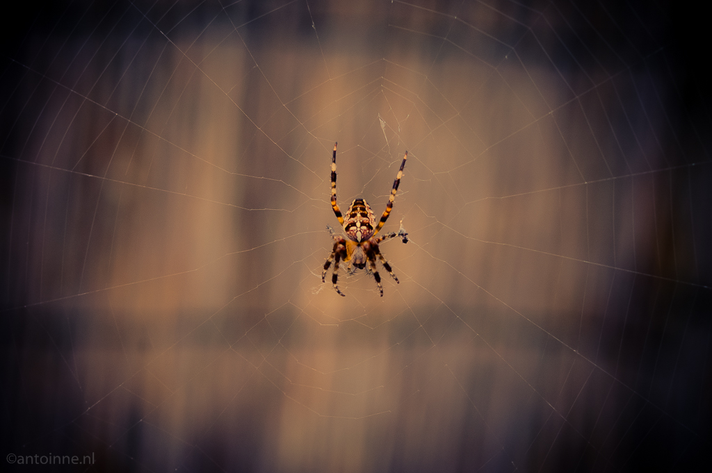 Not for arachnophobes (autumn, spider season started) - PICT0007_3
