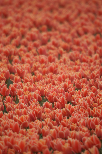 Rood op Groen (Noordoostpolder, april 2012)
