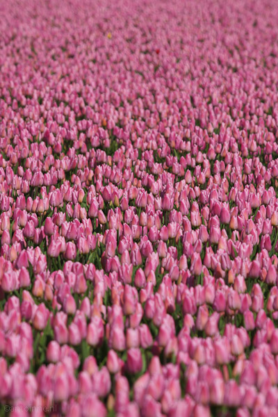 Roze (Noordoostpolder, april 2012)