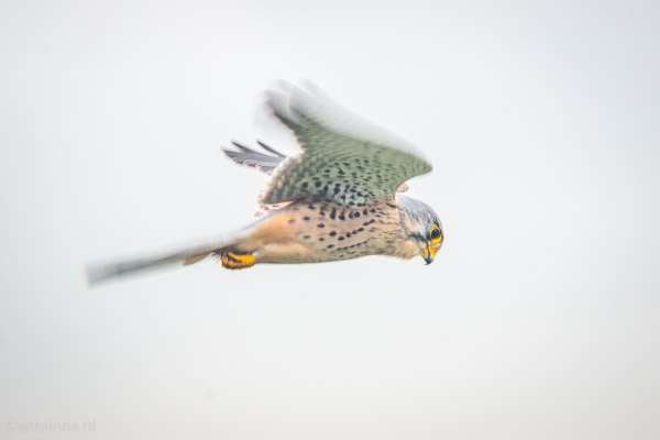 Falco tinnunculus II