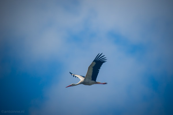 White Stork (Parc du Marquenterre, 2014)