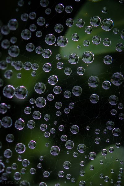 Droplets (Landouzy la Ville, July 2014)