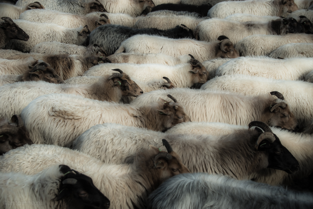 Heath sheep - 20150926-SLT-A99V-DSC06690