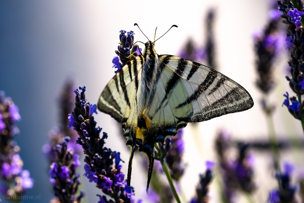 Butterfly #1 (Nîmes)