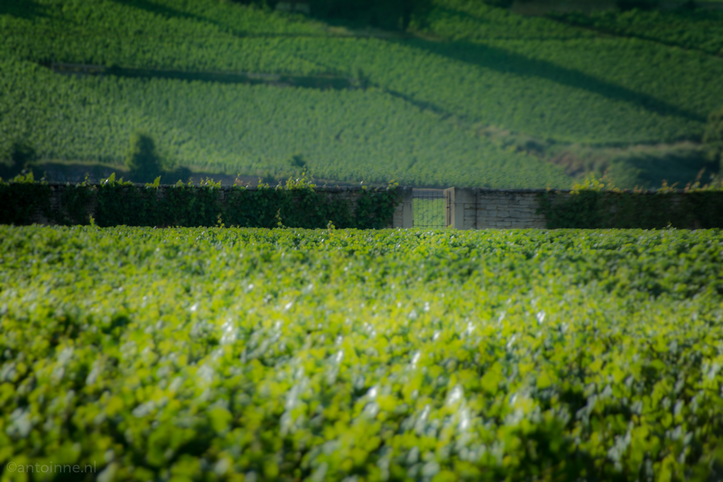 Vineyards (Beaune, Burgundy)
