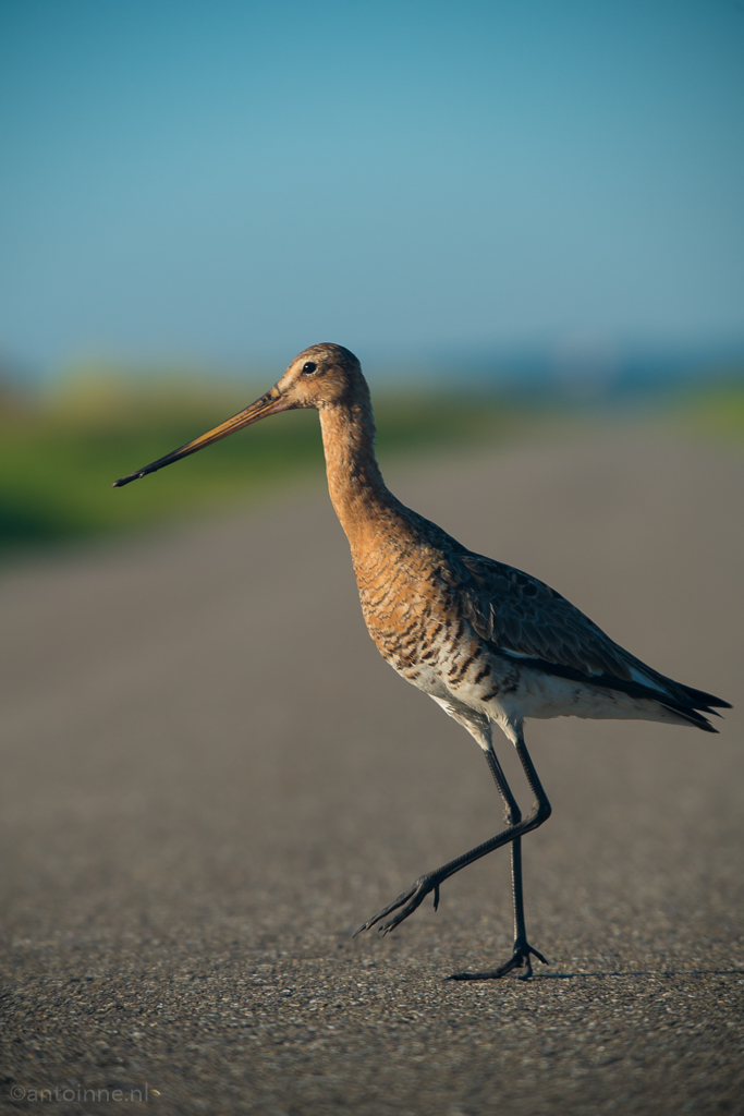 Black-tailed godwit (Limosa limosa) crossing the road