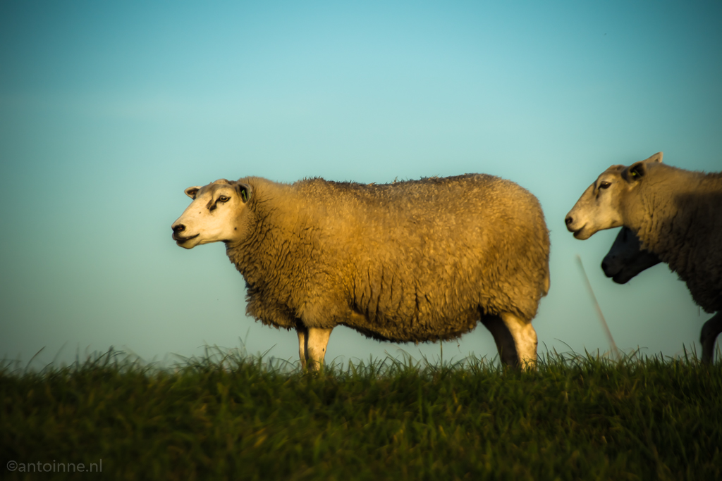 Zomerdijk (Eemnes 2018) - sheep
