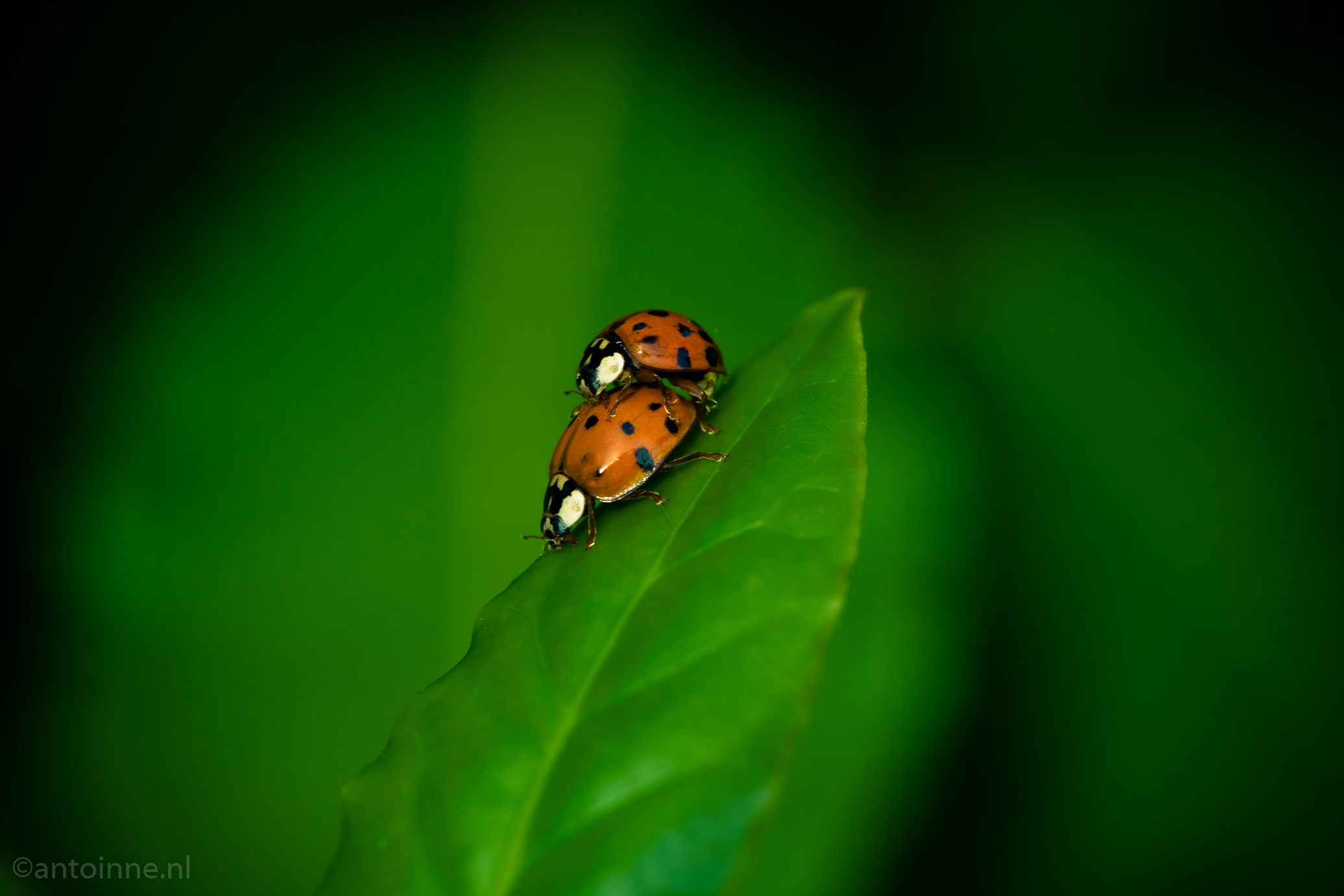 Love is in the air (ladybird beetles)