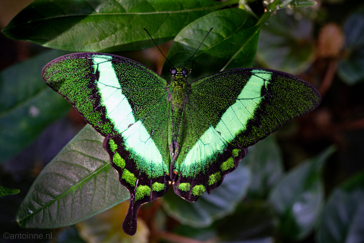 Papilio palinurus (Utrecht Botanic Gardens)