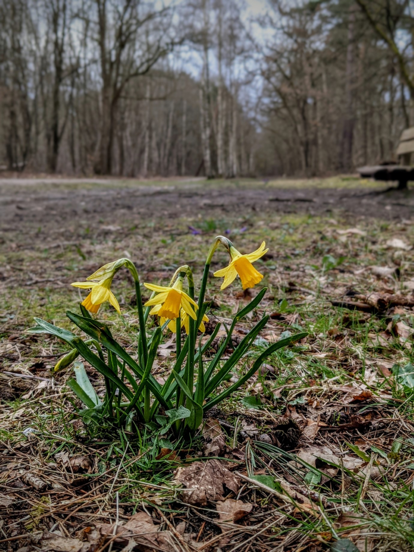 Spring (Spanderswoud)