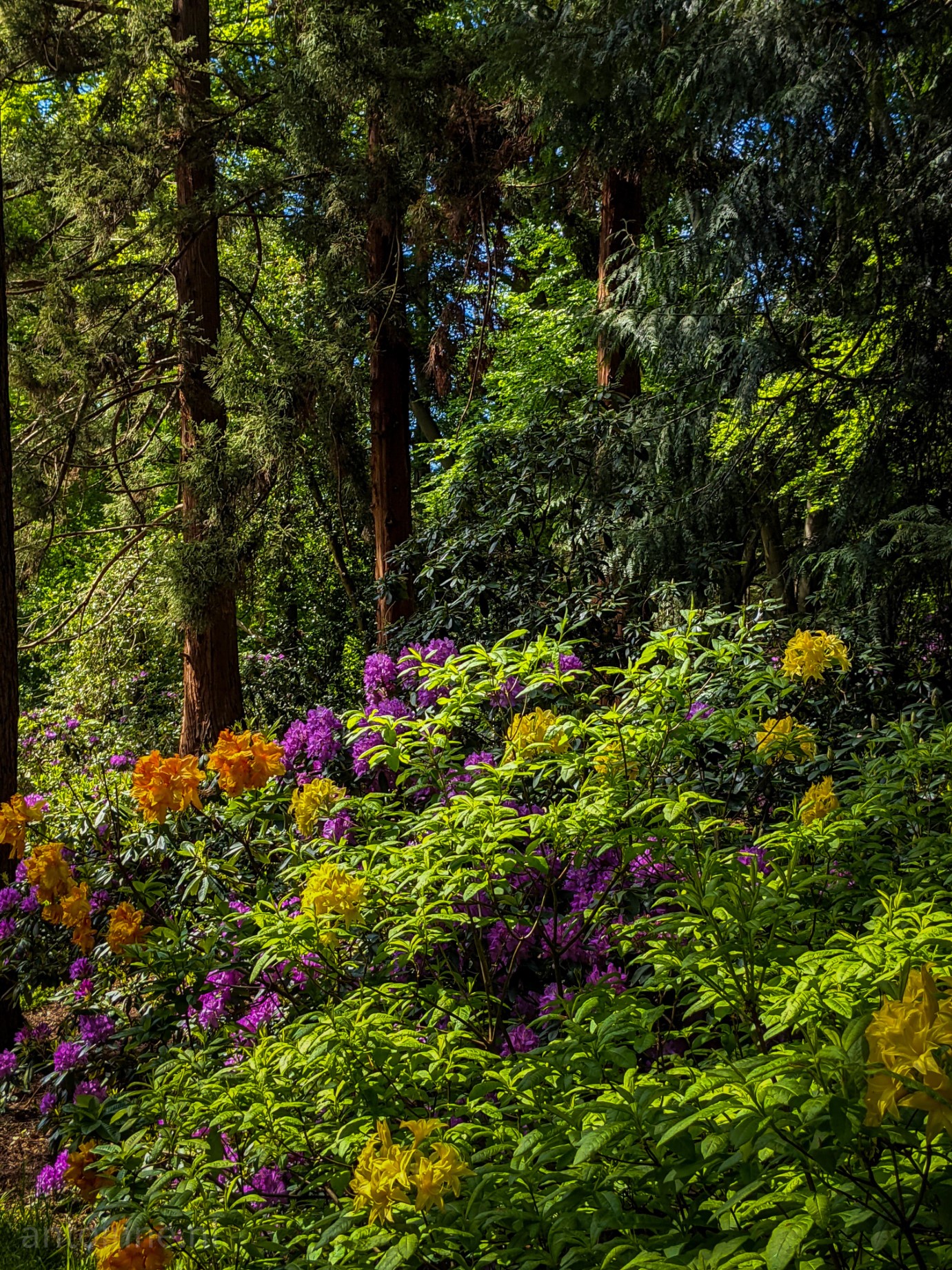 Rododendronvallei in bloei