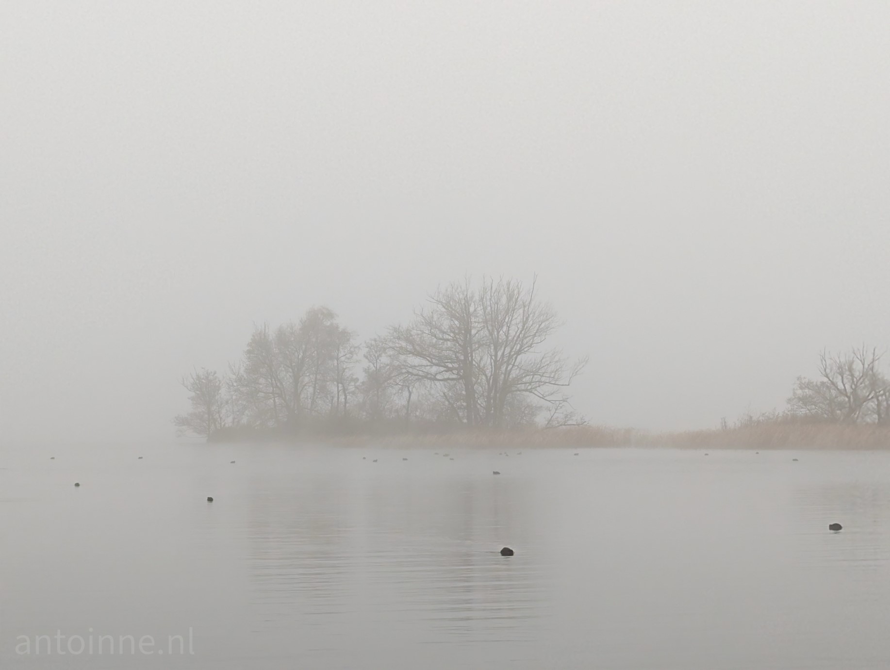 Foggy day at the Wijde Blik (Kortenhoef)