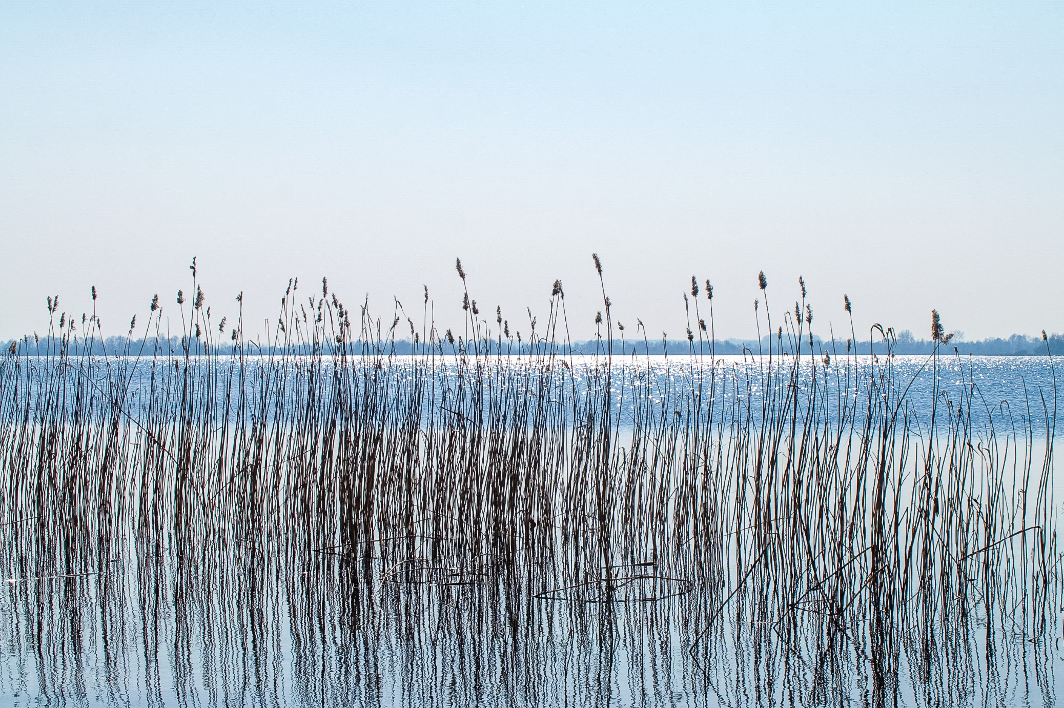 A photograph of reeds growing on the banks of the Loosdrechtse Plassen. The dark lines of the reed form a nice contrast to the sun that is glittering in the water.
