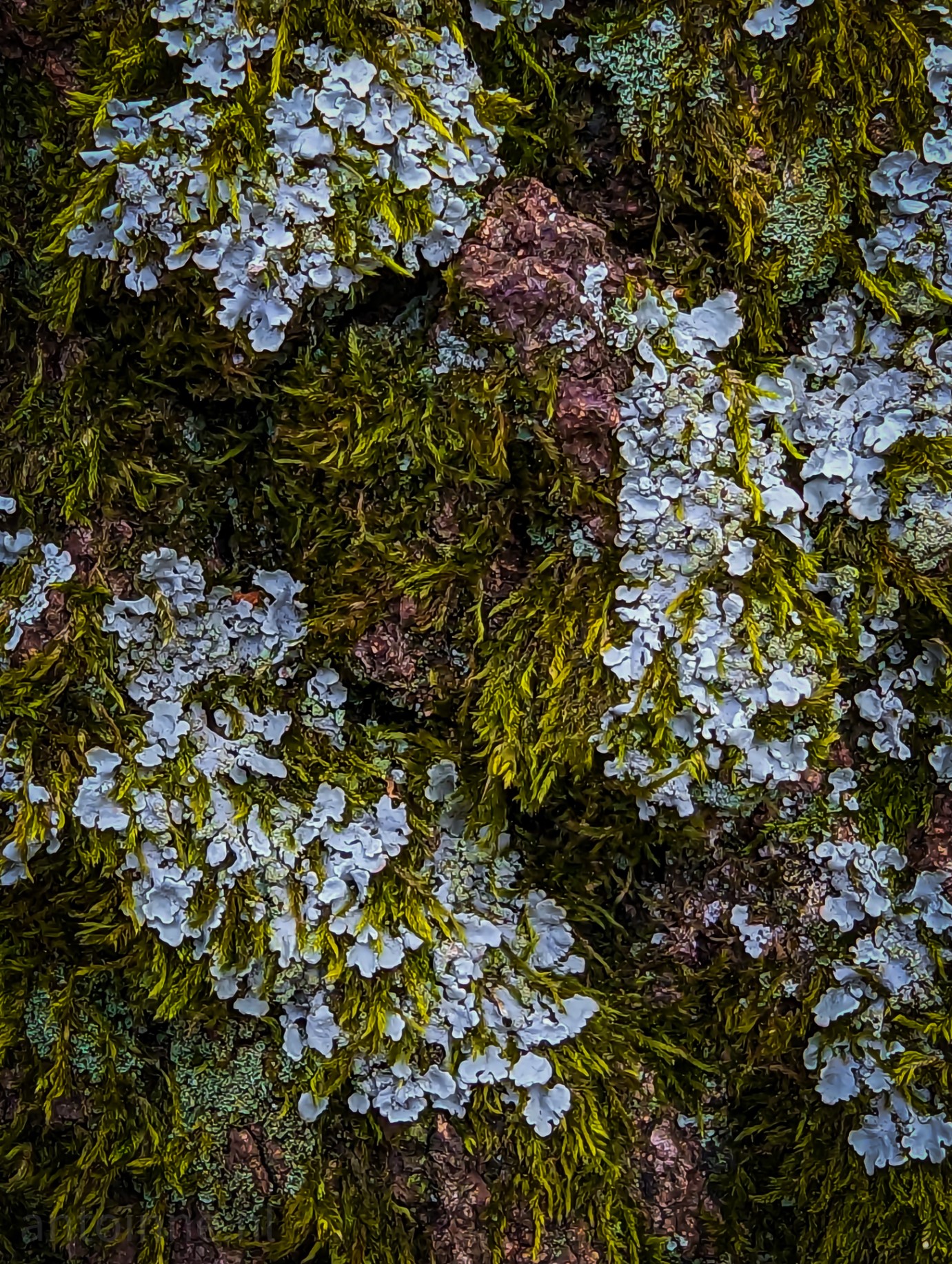 A close-up shot of lichen on tree bark.