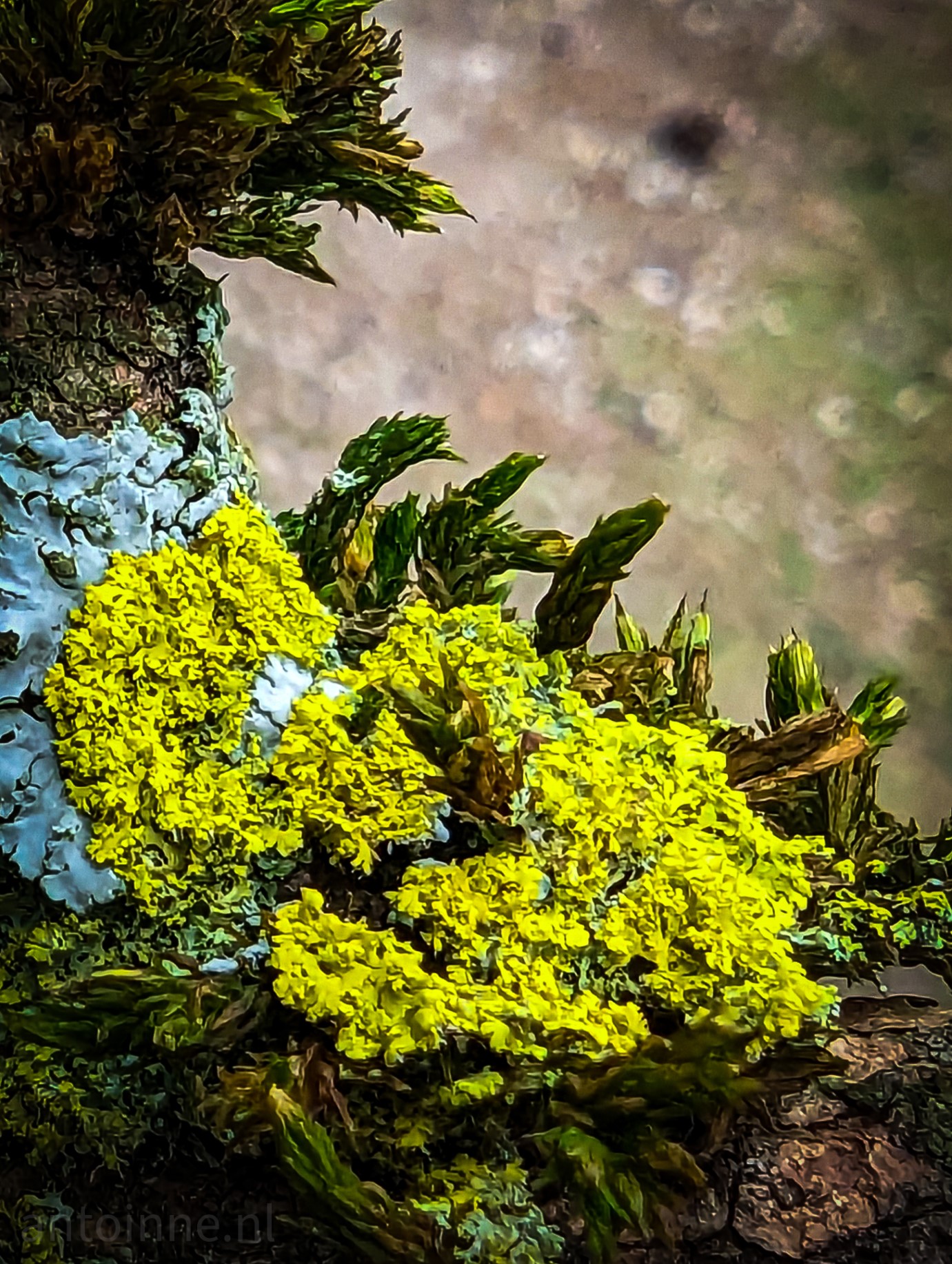 A close-up shot of lichen on a tree branch.