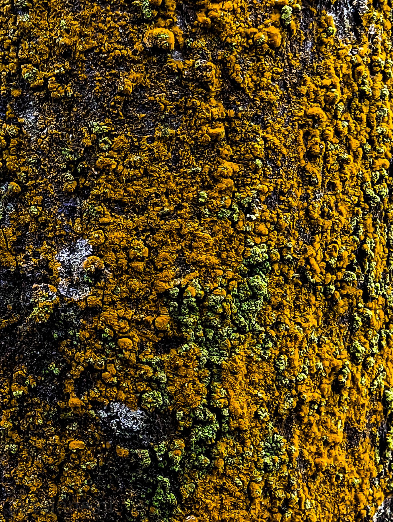 Close-up photo of tree bark with some white and a lot of orange and green lichen on it.