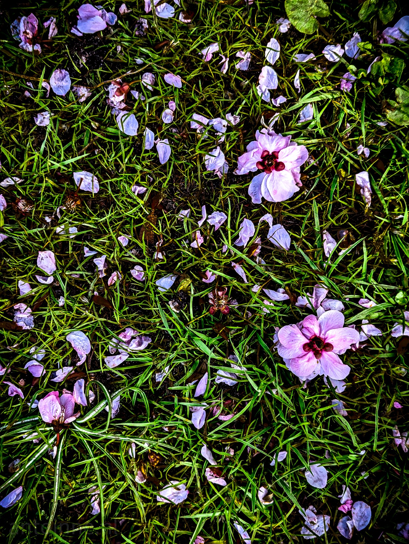 Pink petals blown into the green grass.