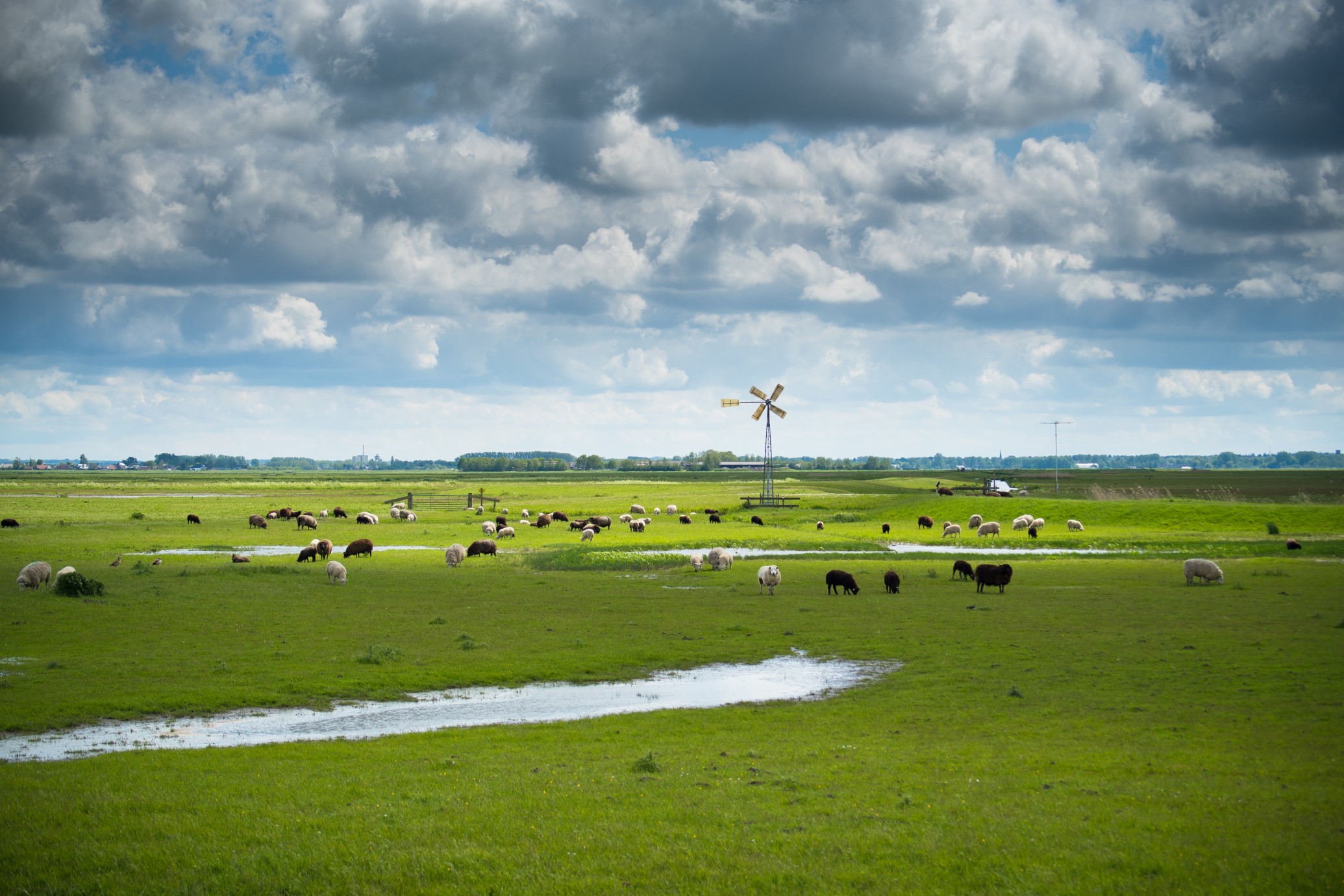 A green meadow with poodles and ditches stretches to the horizon. A flock of white and brown sheep is grazing. A windmill stands in the centre, powering a pumping station.
