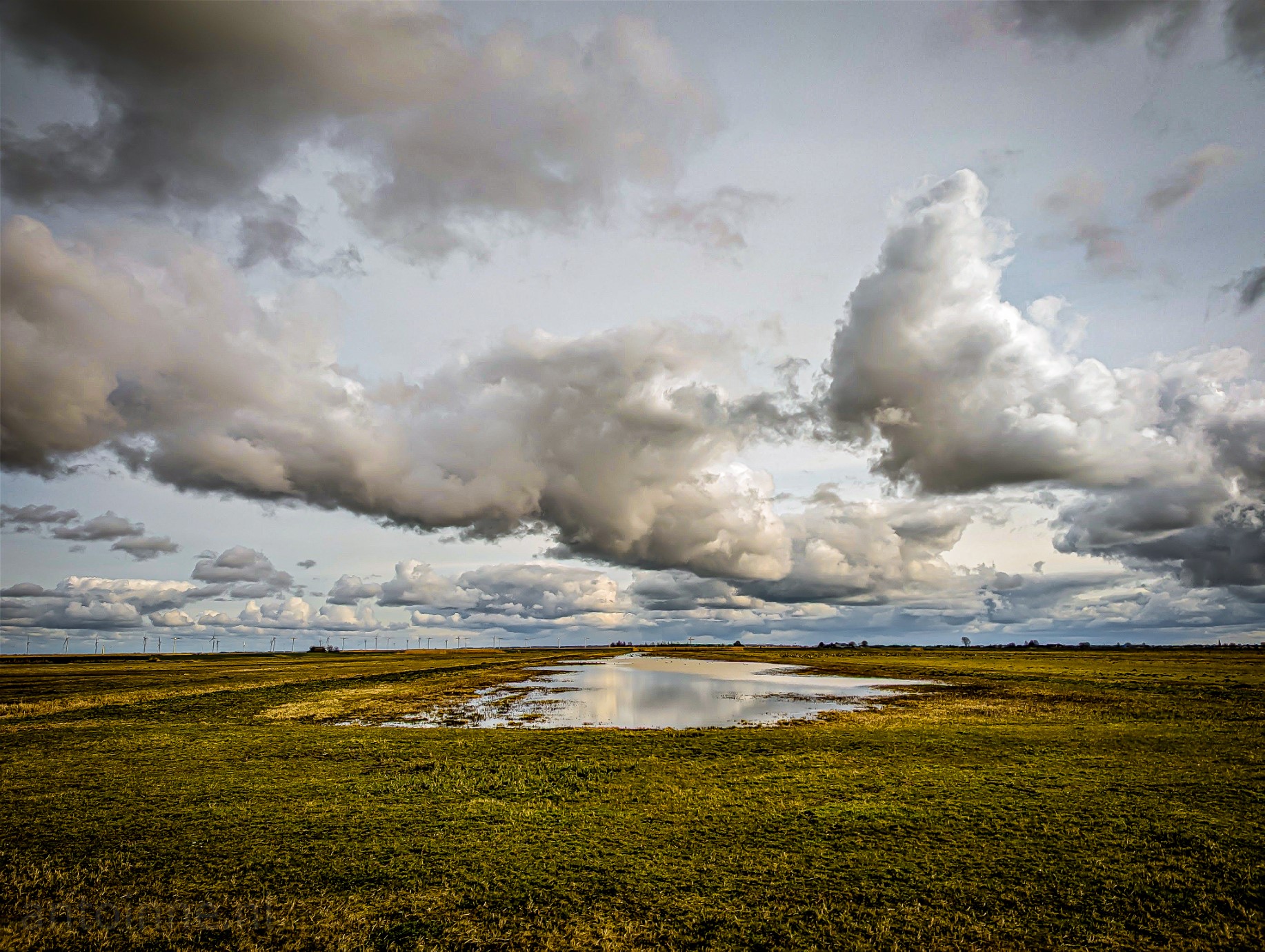 A green grassland stretches to the horizon, a typical Dutch cloud sky above. In the middle is a pond, especially made for the conservation of meadow birds. 