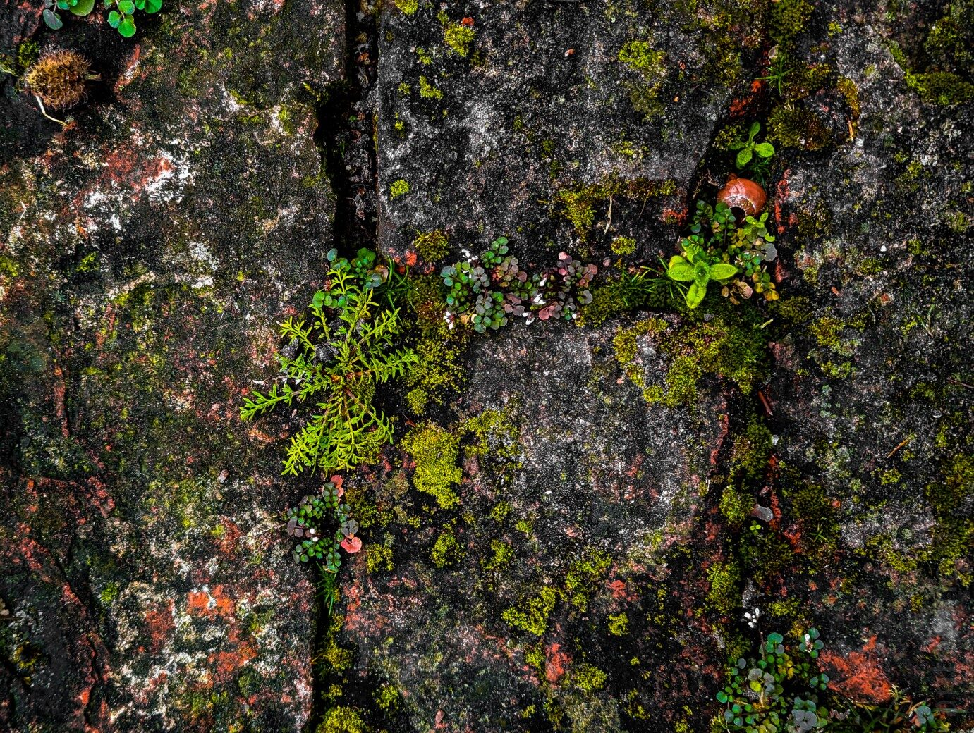 The little things that grow between your feet. The picture shows different types of lichen growing on the cobbles in the ornamental garden at Gooilust Estate.