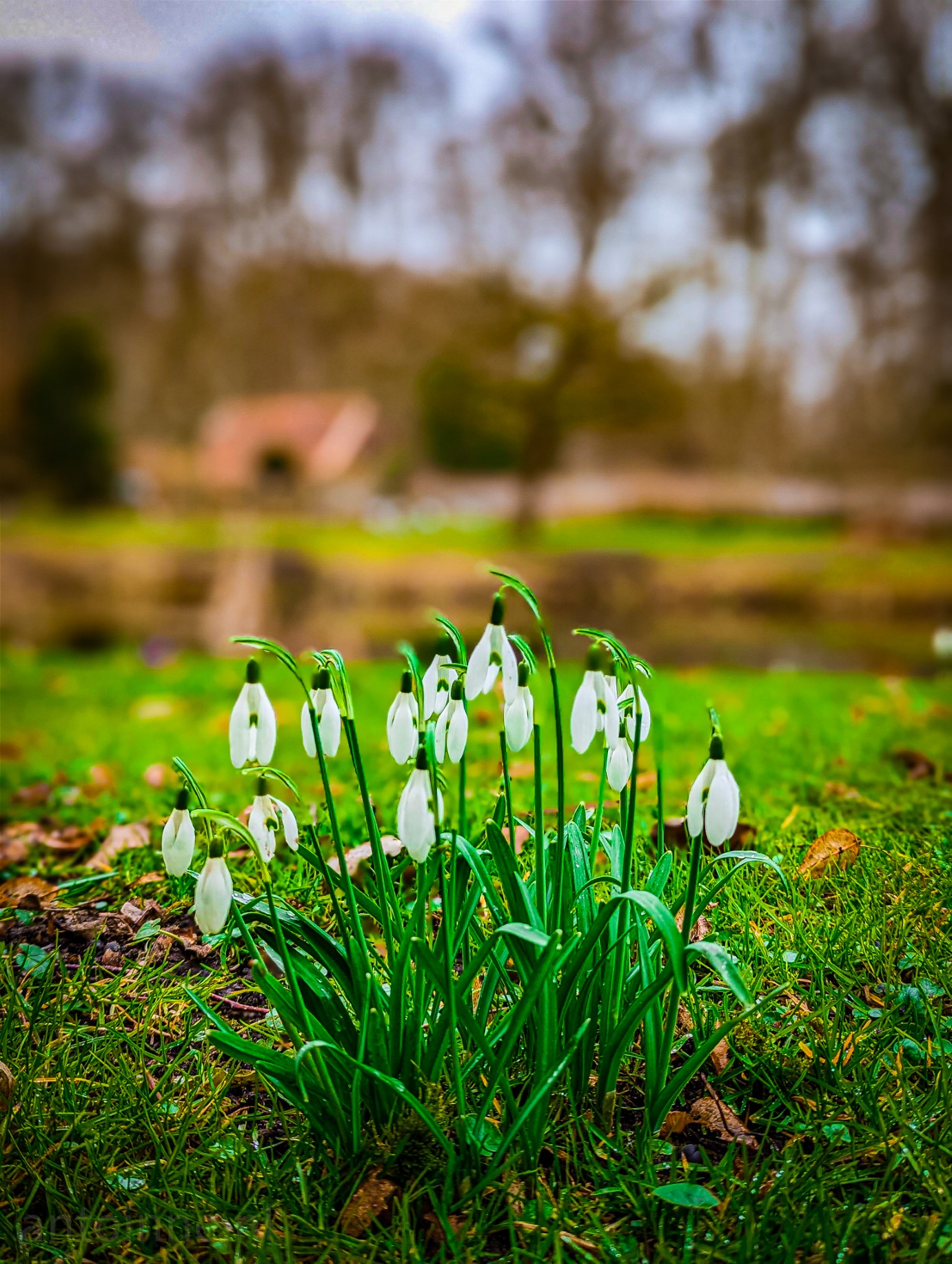 Snowdrops. A picture of snowdrops in front of a pond. The ornamental garden at country estate Gooilust is a beautiful walled garden with more than 900 species of exotic trees, shrubs and plants.
