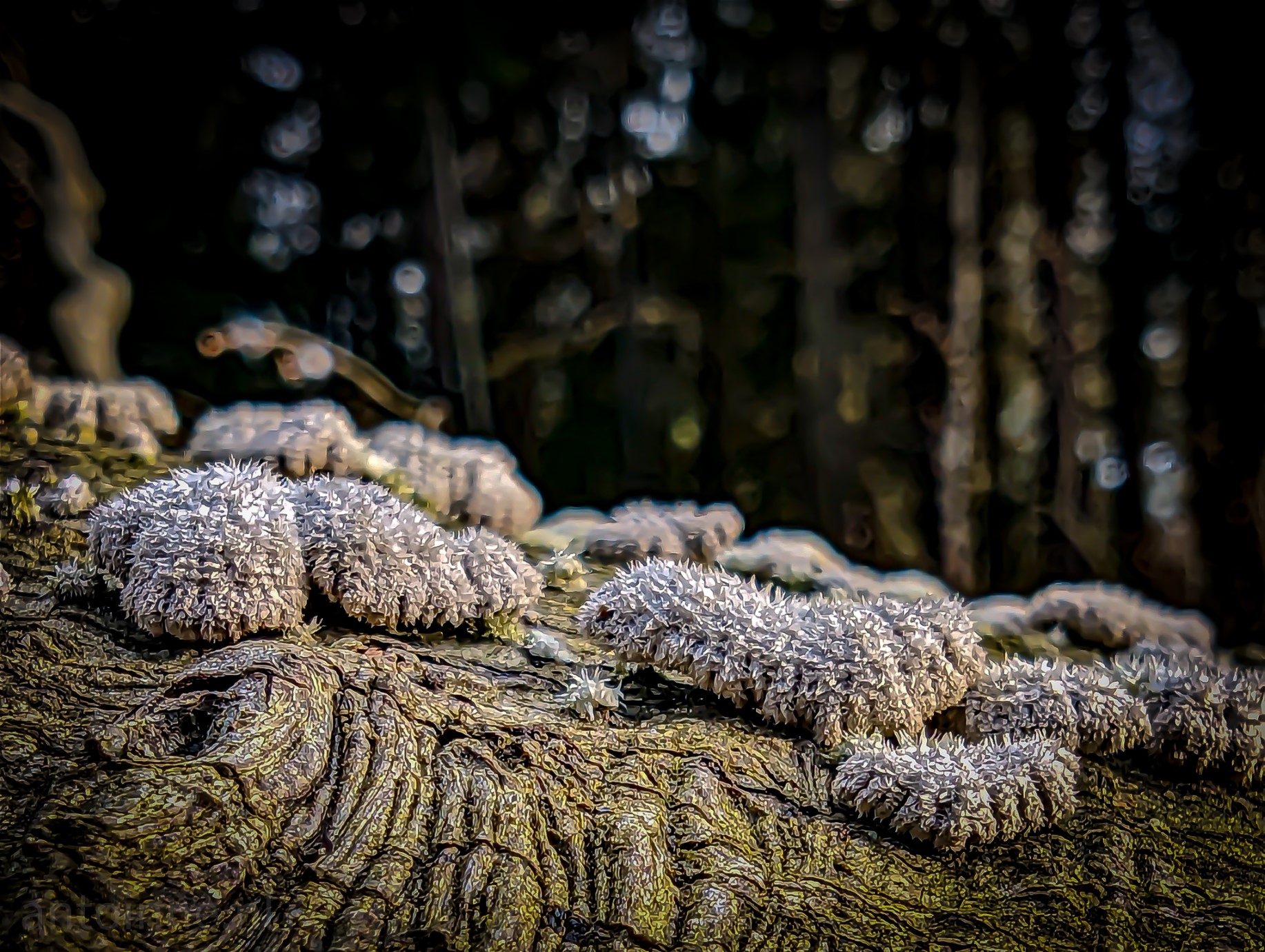 Split Gill is a common species of mushroom in the genus Schizophyllum. It is the world's most widespread mushroom, occurring on every continent except Antarctica. Often seen on sickly hardwood trees, but equally common on dead wood.