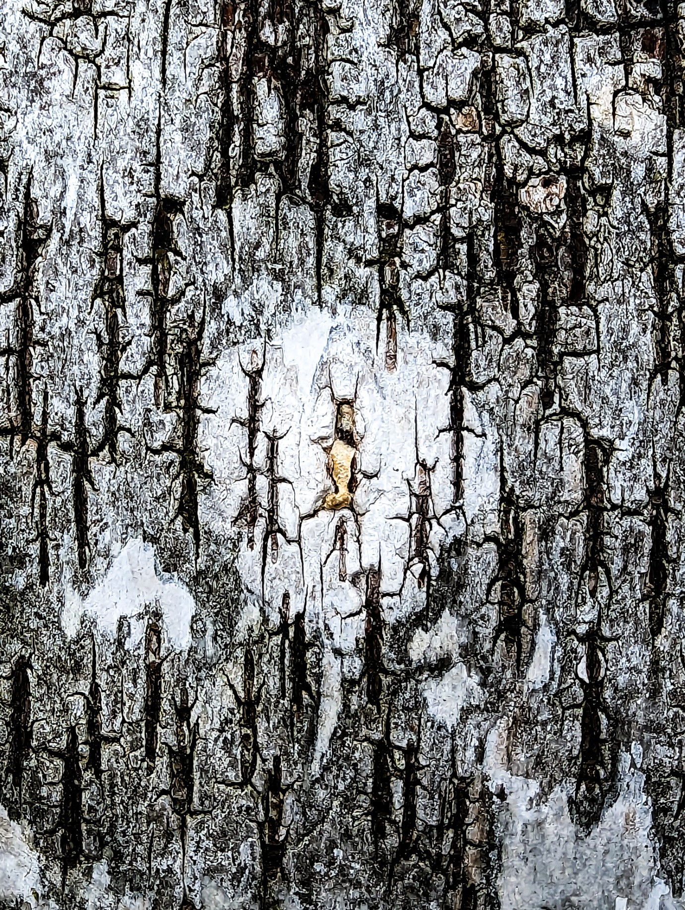 The white and black bark of a birch tree up close. In the centre of the photo is a strange bright white circle visible with a touch of orange.