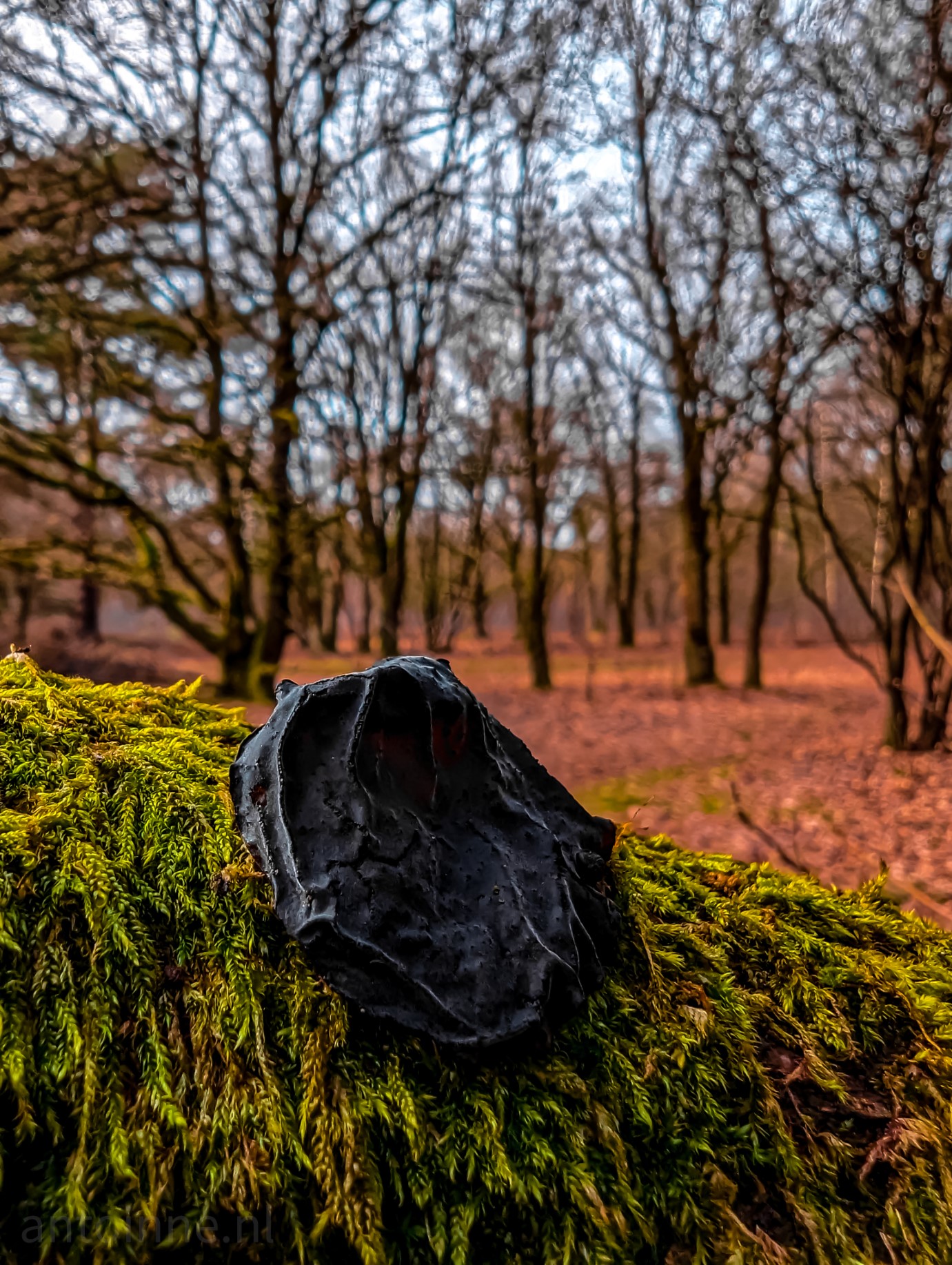 An image of "Exidia glandulosa", a black jelly fungus of the family Auriculariaceae. It is growing on a branch of an oak tree covered with green lichen. In the background there are more oaks and some light blue sky.