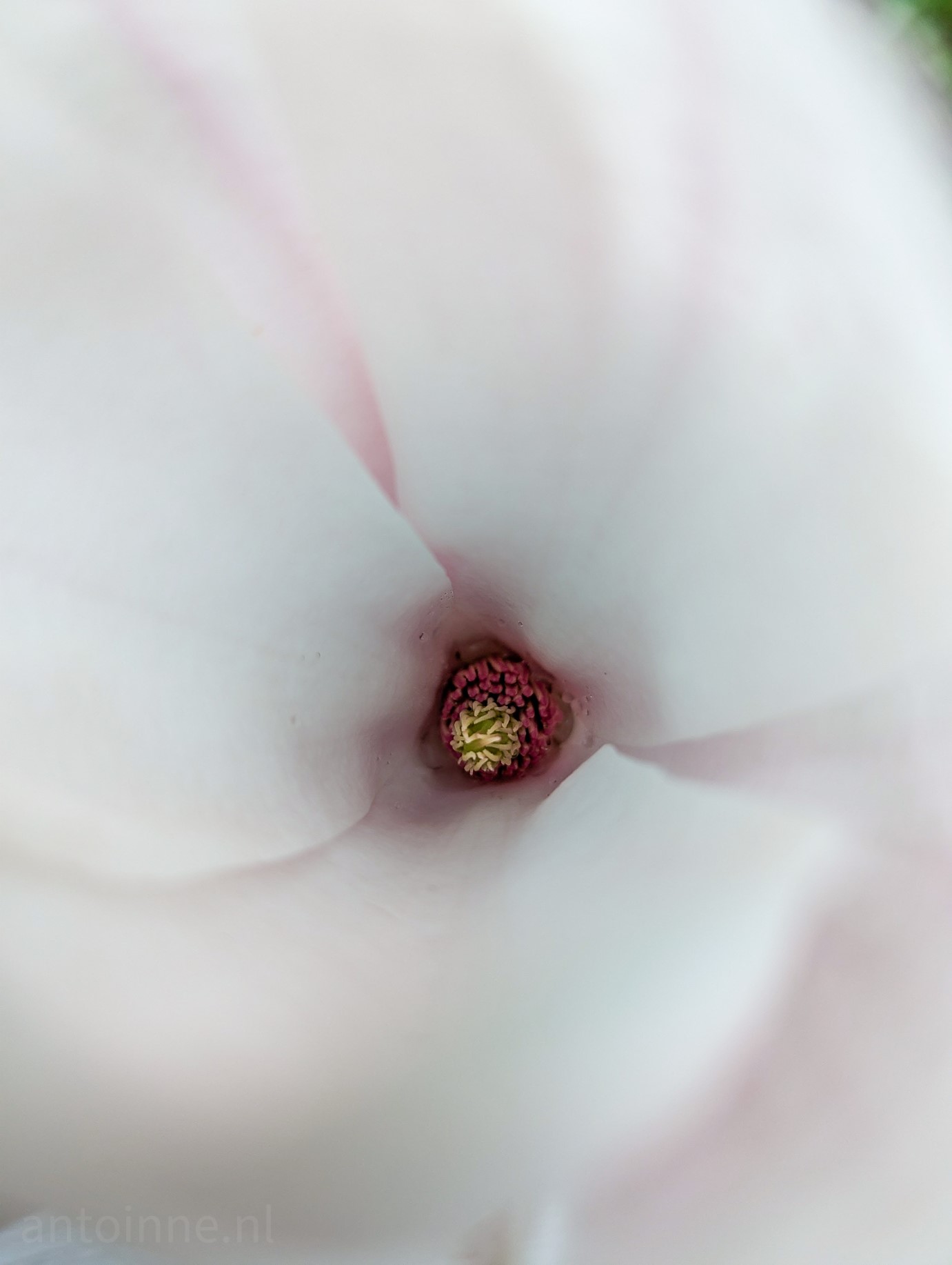 Part of a flower