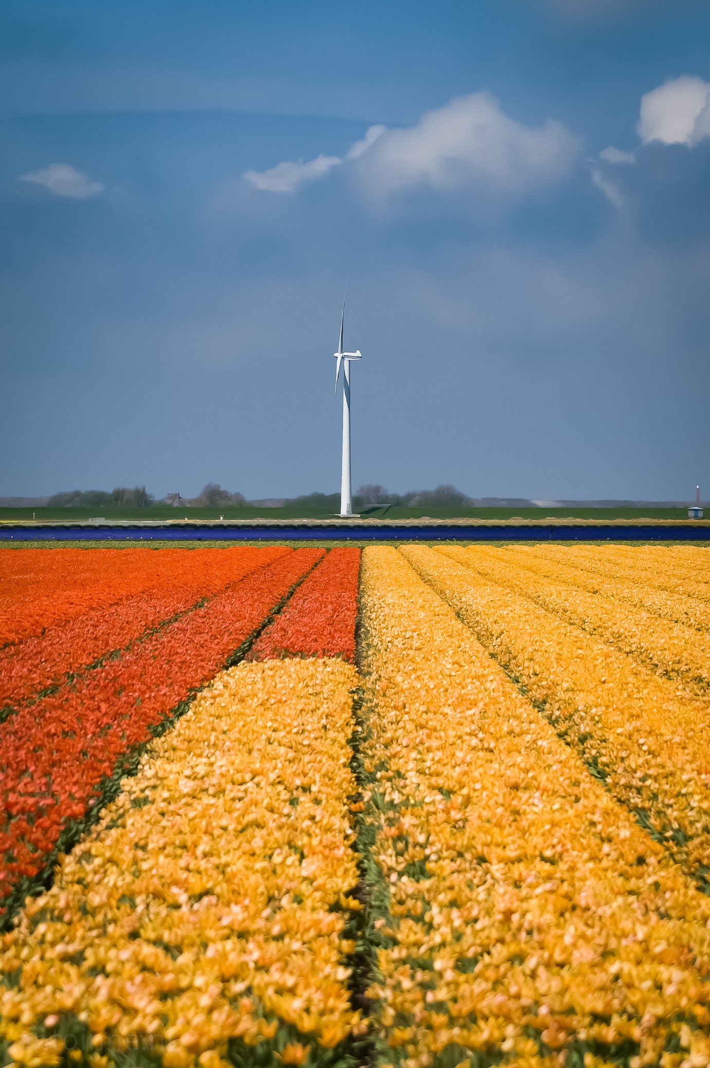 A field of red, yellow and blue tulips stretches out in front of you. On the horizon is a wind turbine.