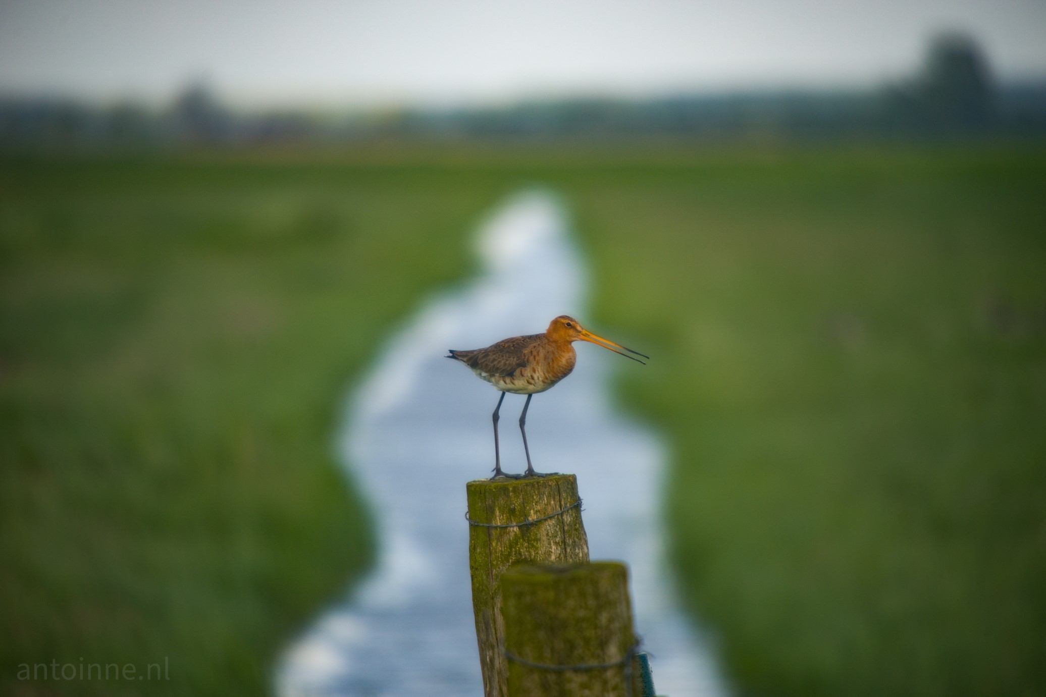 A black-tailed godwit sits on a fence post in the polders of Eemnes. 