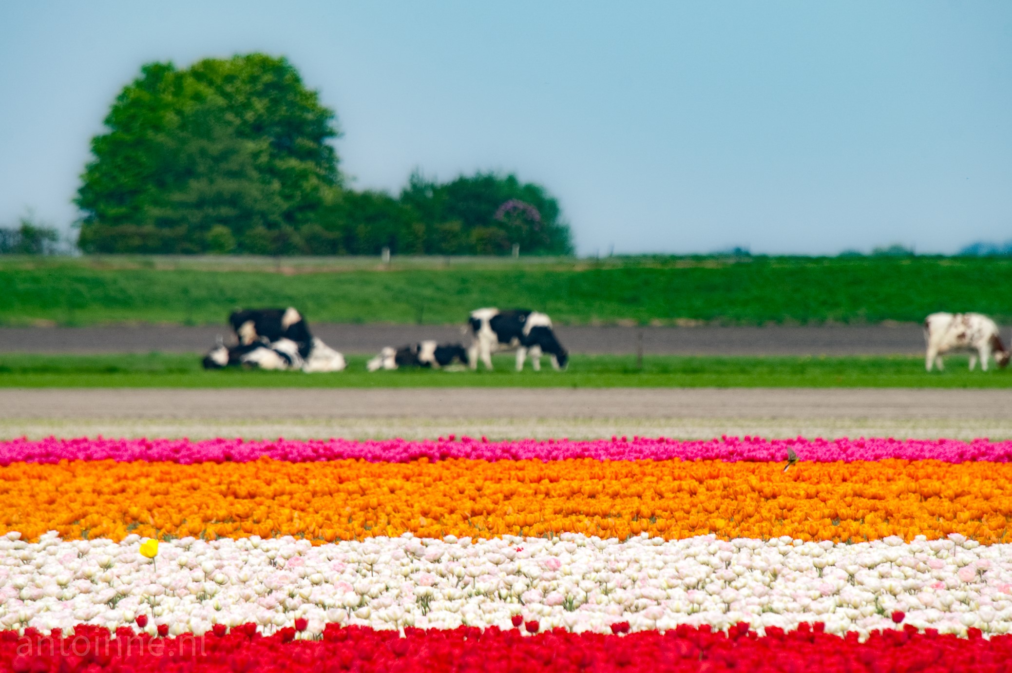 You are in Holland, looking at a field covered with rows of red, white, orange and purple tulips. A tiny yellow wagtail emerges from between the bulbs. In the background is a meadow where cows are grazing. Some trees can be seen behind the dike protecting the polder.