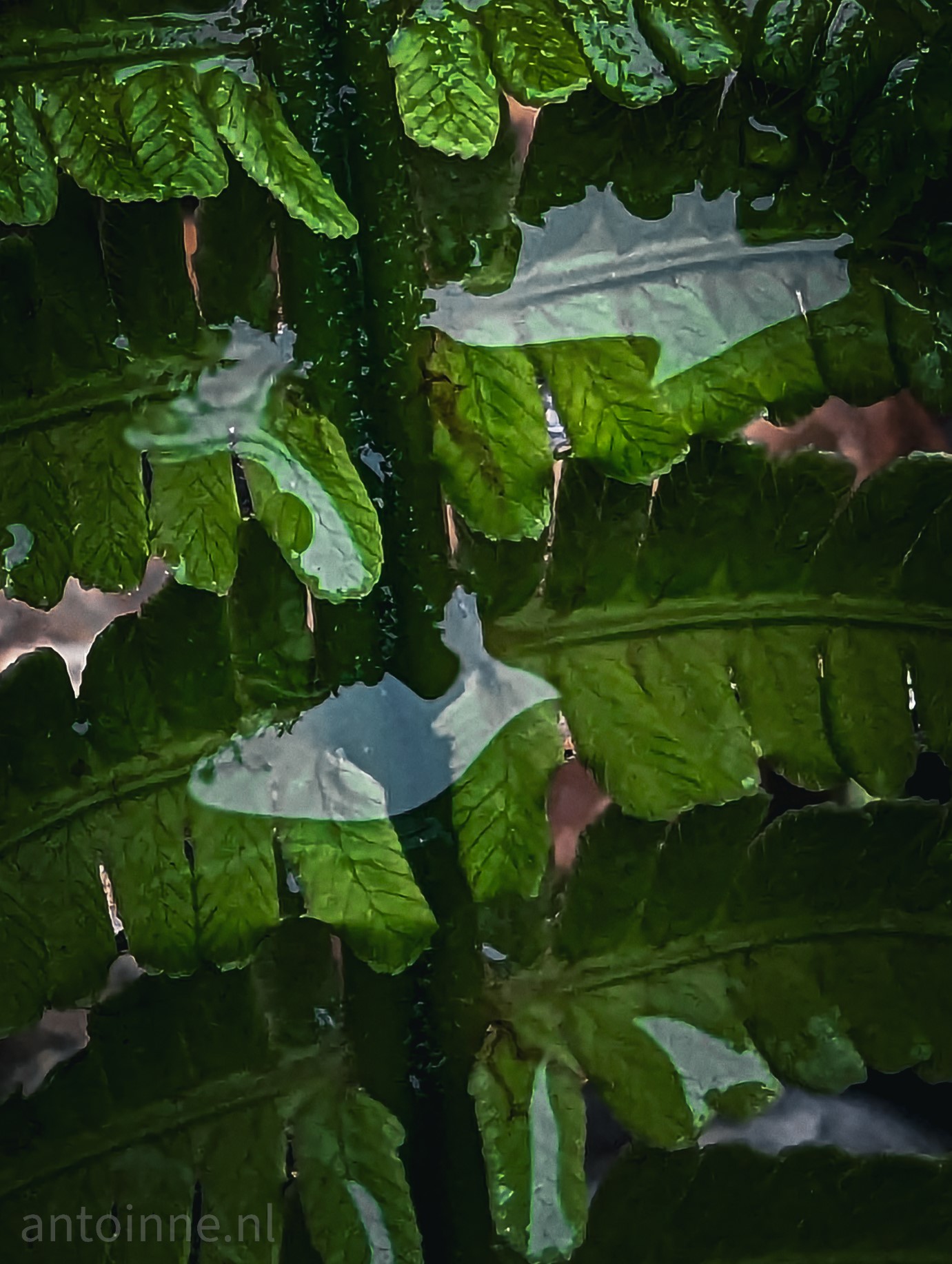Small puddles of water on the leaf of a green fern
