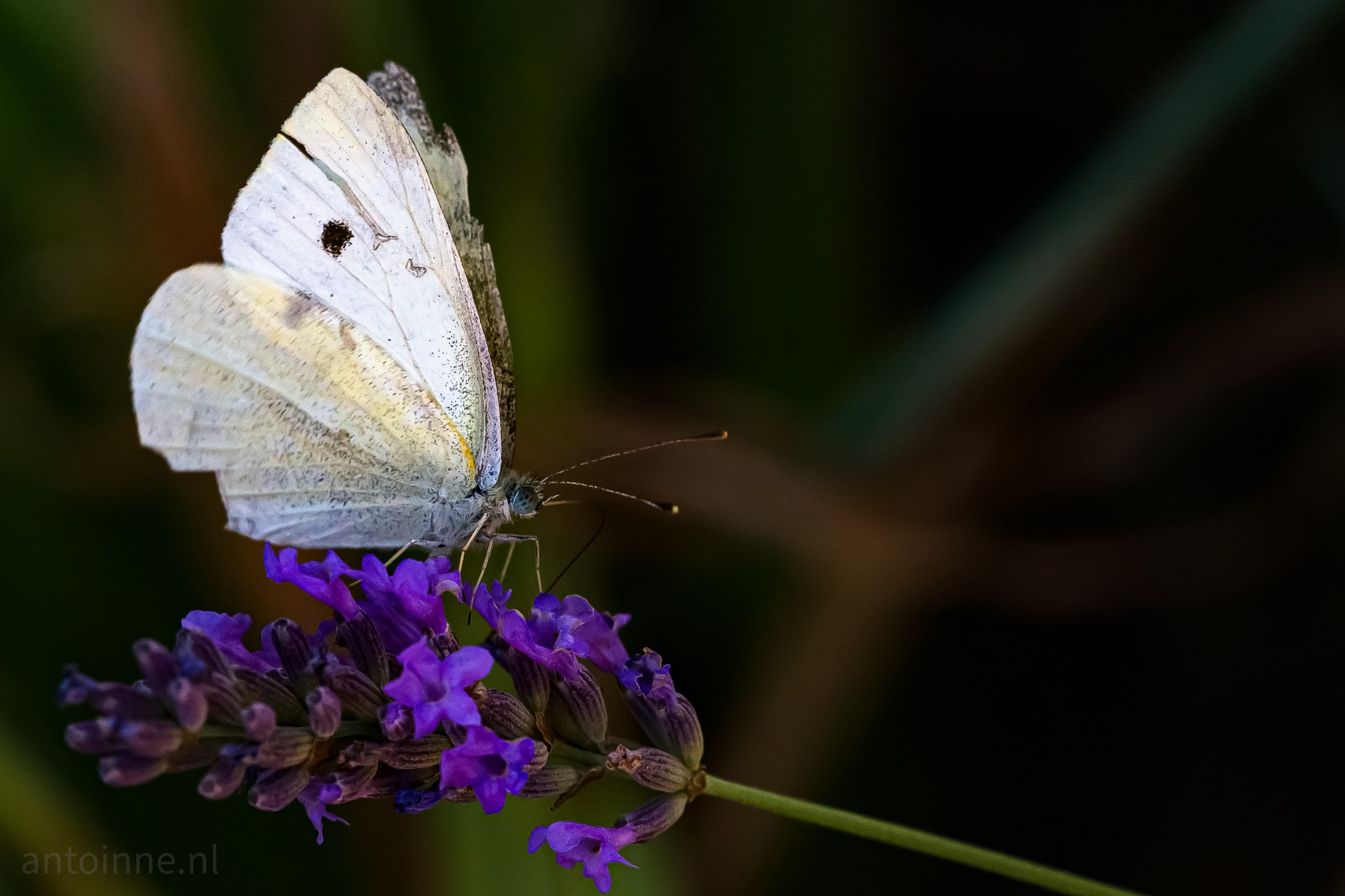 A butterfly on a flower (somewhere near Nimes, France)