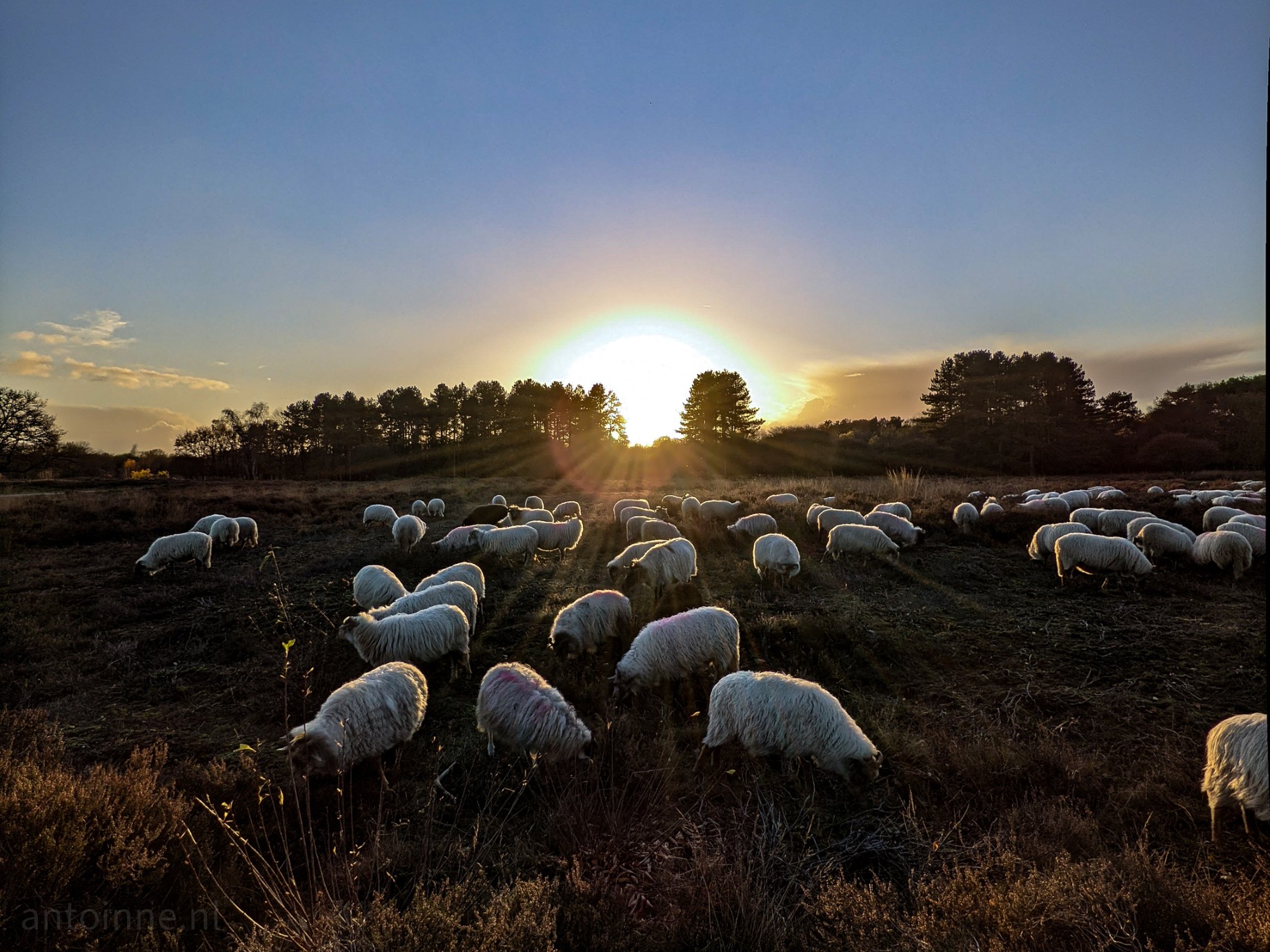 The sun is going down over the heathlands near Hilversum. You are almost blinded by the sun's rays just above the treetops. In front of you, a flock of sheep is grazing. 