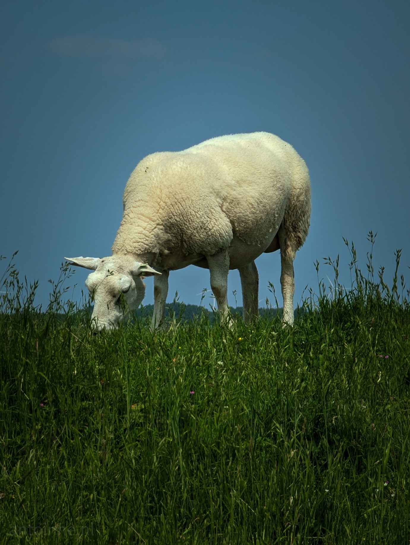 A grazing sheep in a green meadow.