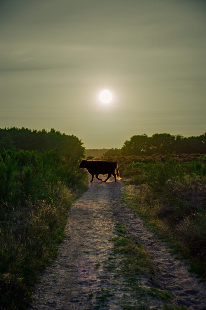 A Highland cattle is crossing a path on the heath somewhere in the vicinity of Hilversum.