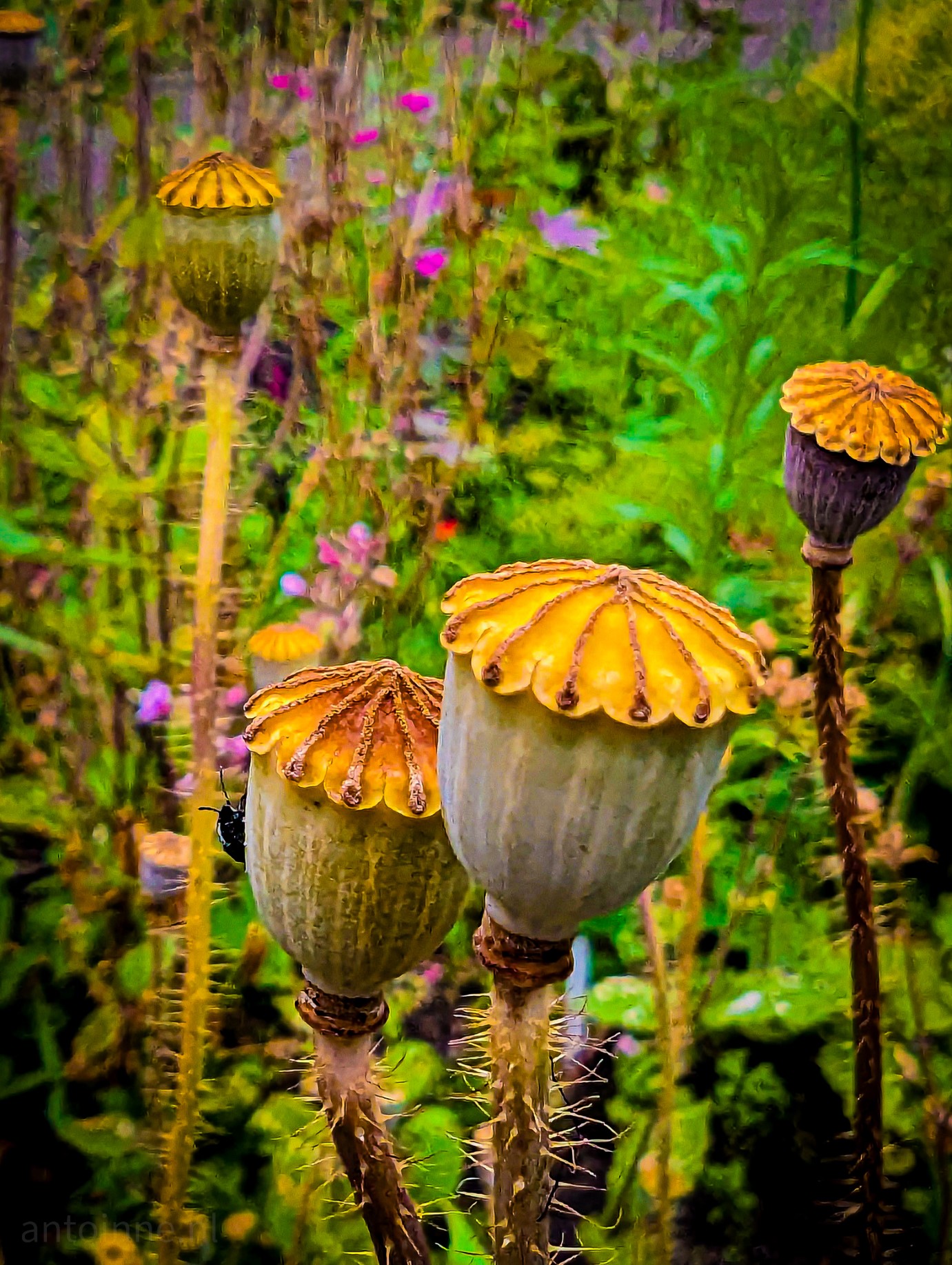 Seed pods in a flower-filled garden