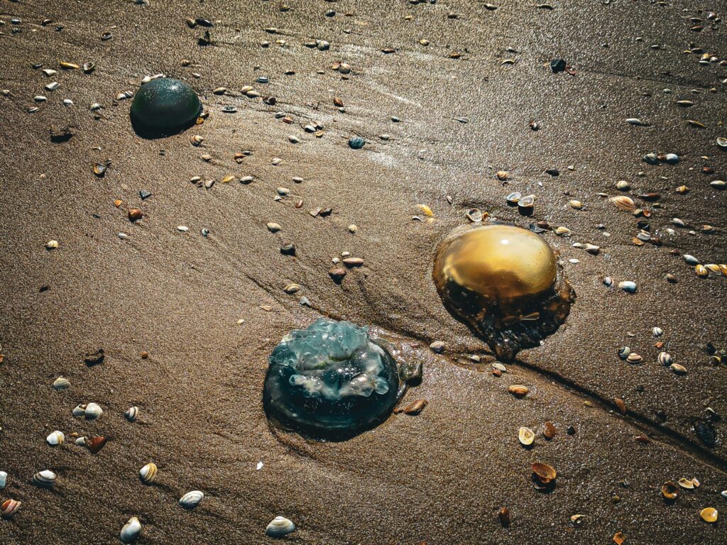 Three jellyfish washed up on the beach, lying in the sun between the shells.
