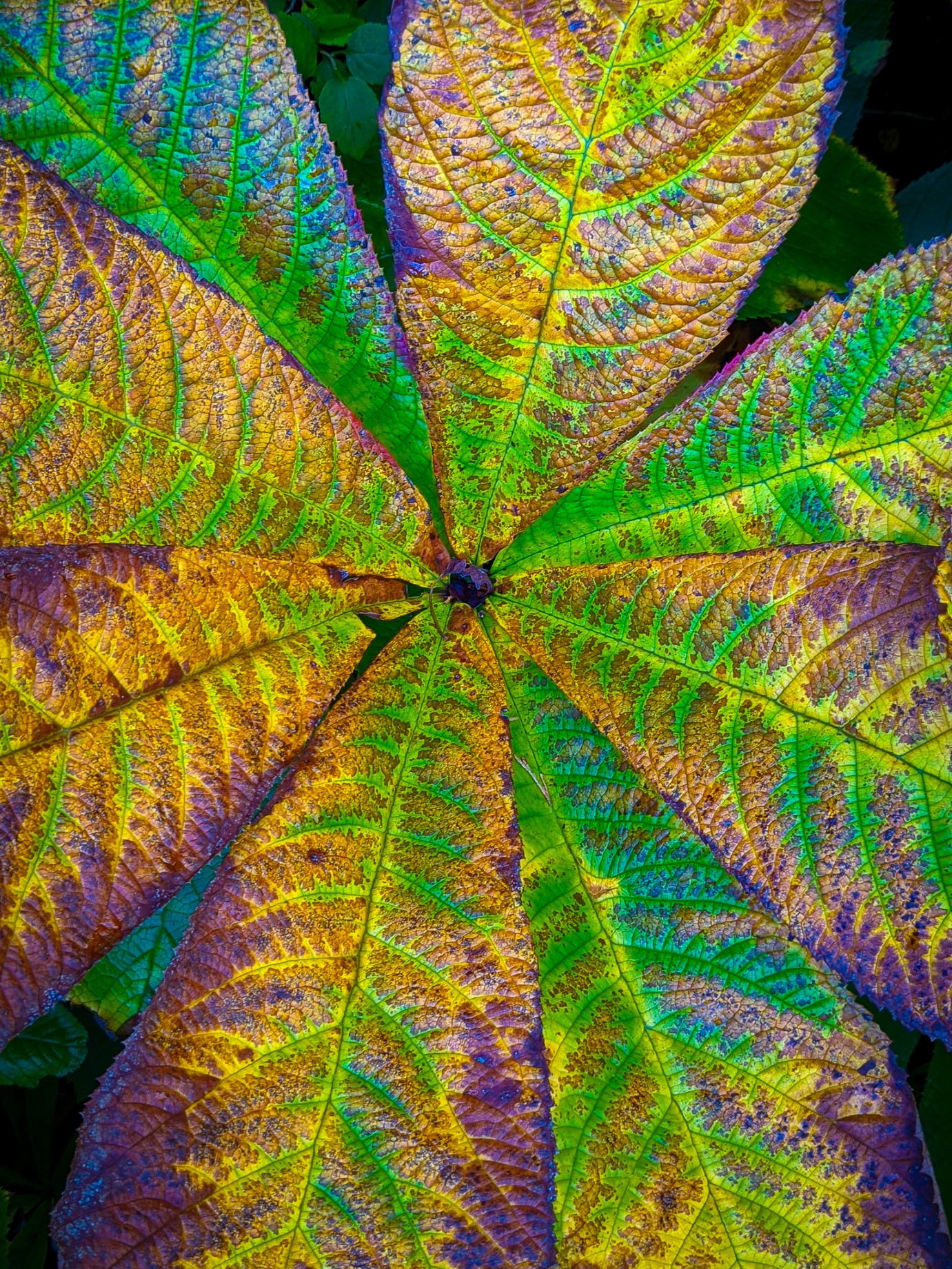 You’re looking at the leaves of a plant from above. The leaves have vivid colours.