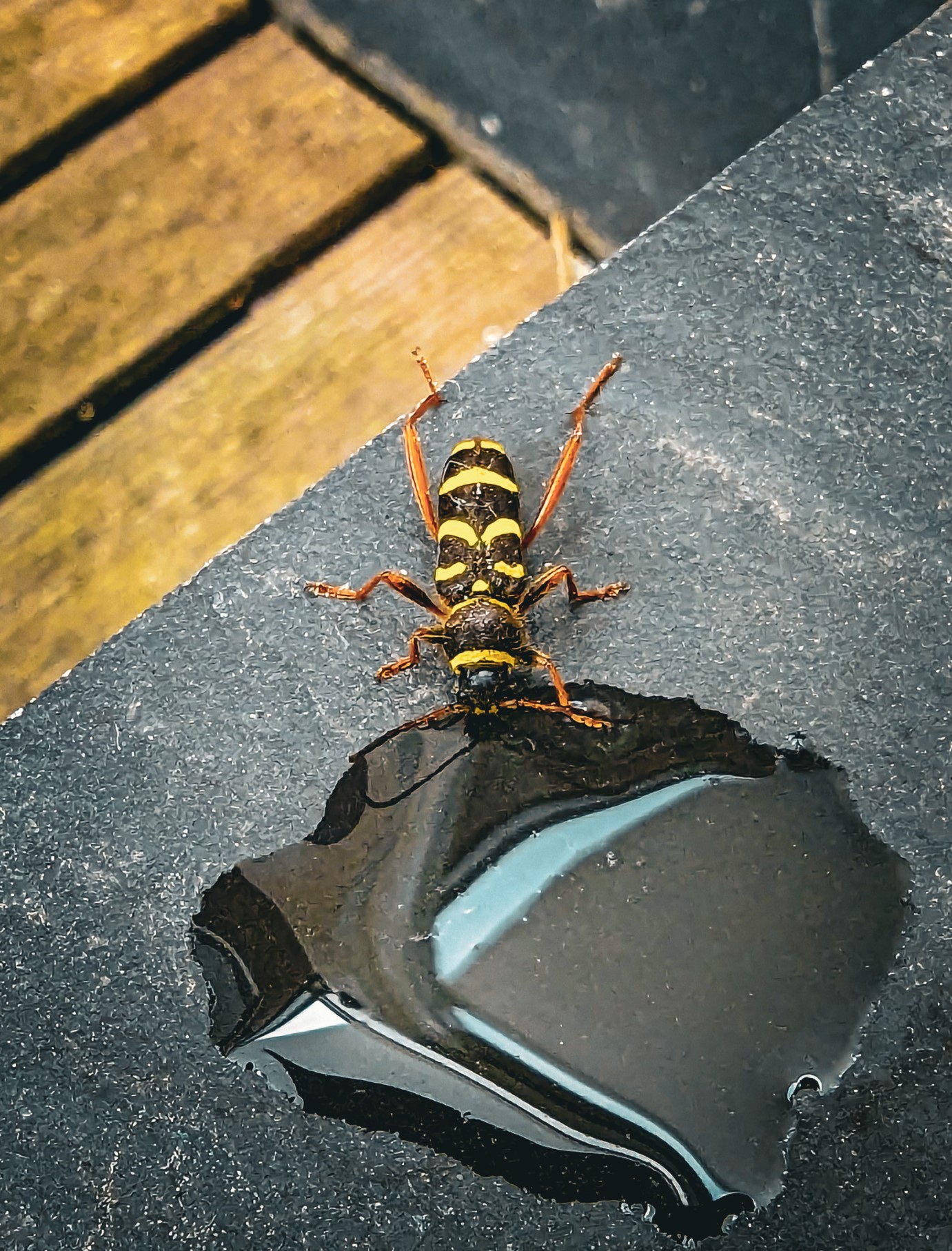The wasp beetle is a wasp-mimicking longhorn beetle.