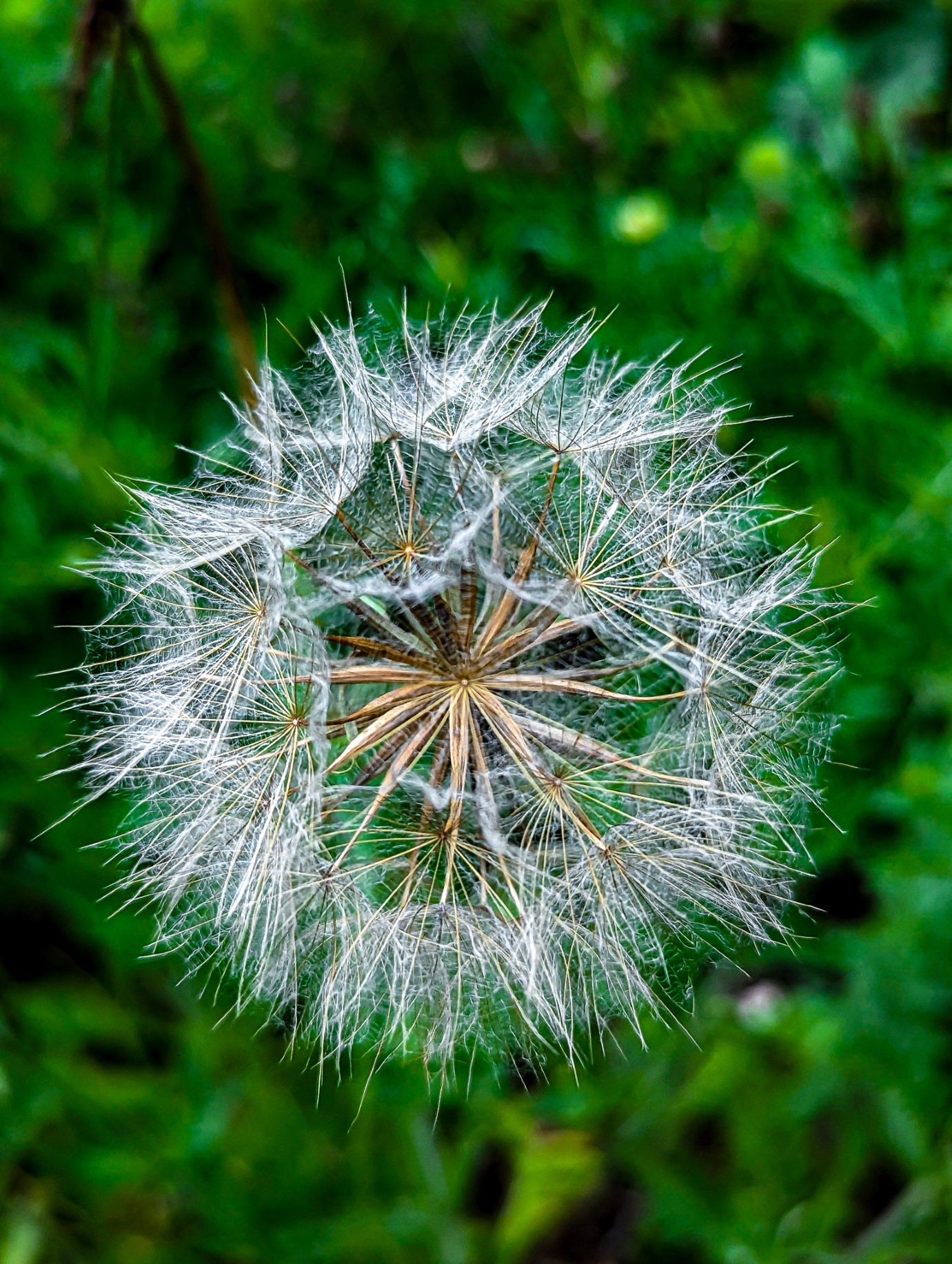 The pappus plays a vital role in the wind-aided dispersal of seed