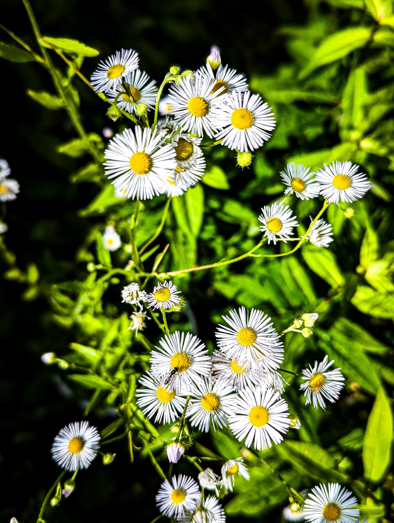 Daisy fleabane is a flowering plant in the family Asteraceae.